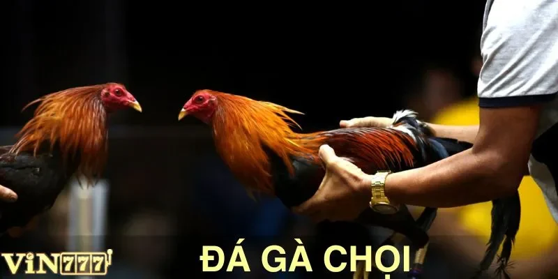 Đá Gà Chọi VIN777: Sàn Đấu Bùng Nổ Của Các Chiến Kê
