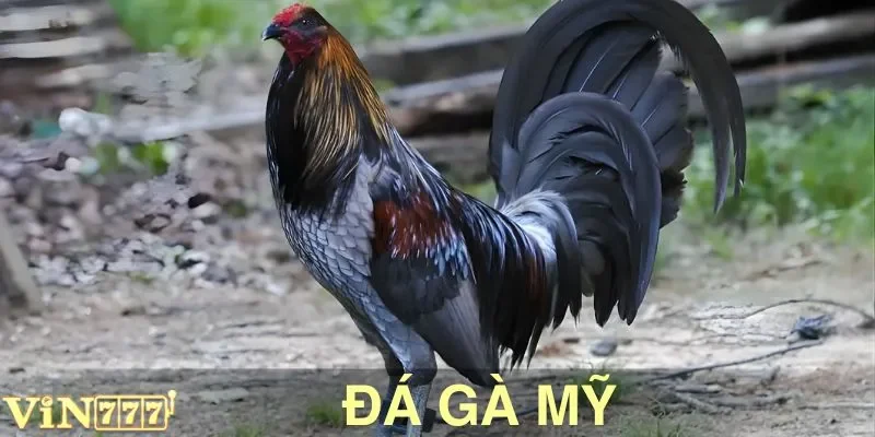 Đá Gà Mỹ VIN777: Thú Chơi Mãn Nhãn Của Kê Thủ Chuyên Nghiệp