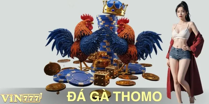 Đá Gà Thomo VIN777: Đấu Trường Huyền Thoại Cho Kê Thủ