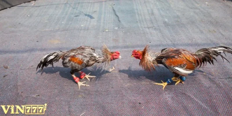 Đá gà truyền thống chỉ tập trung vào kỹ thuật