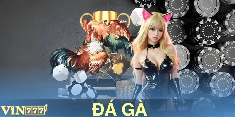 Đá Gà VIN777 - Khẳng Định Bản Lĩnh Tại Đấu Trường Rực Lửa