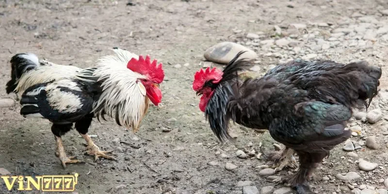 Đây là thế đánh khiến đối thủ khó thể phản đòn