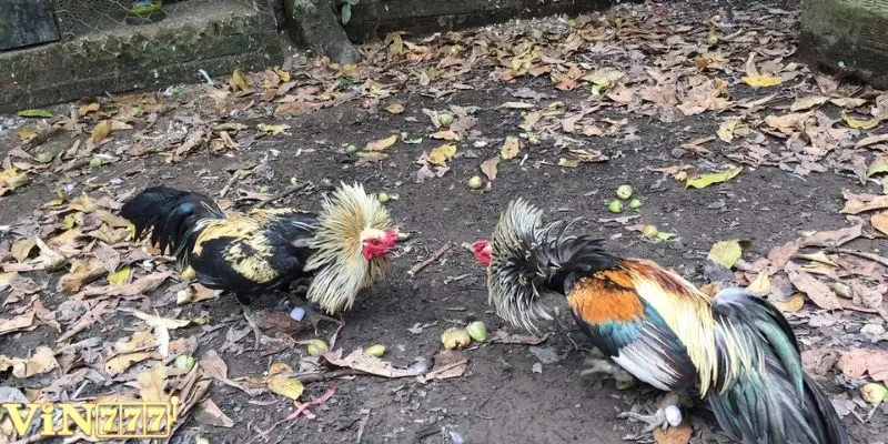 Gà tre Thái nổi bật với khả năng chịu đòn tốt