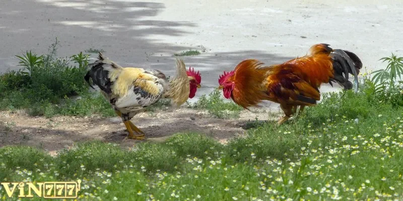 Giới thiệu về nguồn gốc và đặc trưng của đá gà chọi