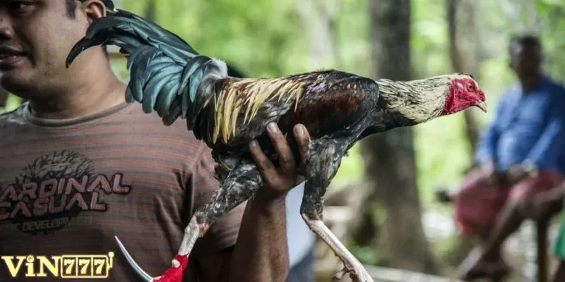 Hoàn vốn thì nên trở về mức cược ban đầu