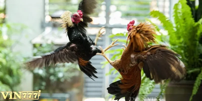 Nguyên nhân gà tre được lòng nhiều bet thủ