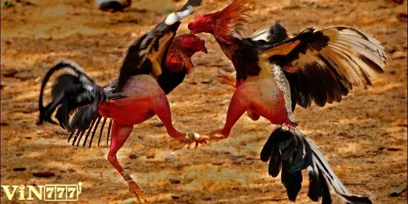 Tìm hiểu về đá gà Mỹ