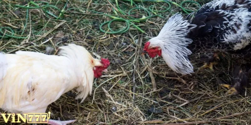 Tìm hiểu về đá gà Thomo